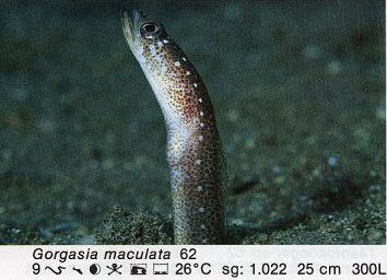 Gorgasia maculata